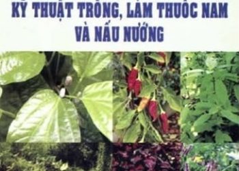 Rau Gia Vị Kỹ Thuật Trồng, Làm Thuốc Nam Và Nấu Nướng pdf