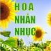Hoa Nhẫn Nhục pdf