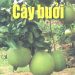 Kỹ thuật canh tác cây ăn trái cây bưởi pdf