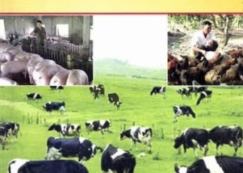 Bí Quyết Nghề Chăn Nuôi pdf