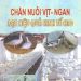 Chăn Nuôi Vịt – Ngan Đạt Hiệu Quả Kinh Tế Cao pdf
