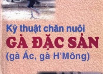 Kỹ Thuật Chăn Nuôi Gà Đặc Sản: Gà Ác Gà H’Mông pdf