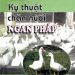 Kỹ Thuật Chăn Nuôi Ngan Pháp pdf